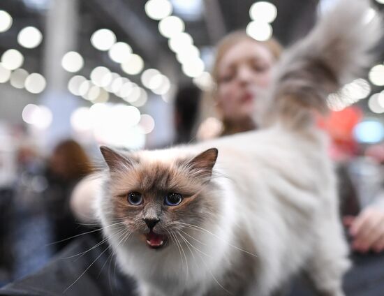 2016 Catsburg international cat show
