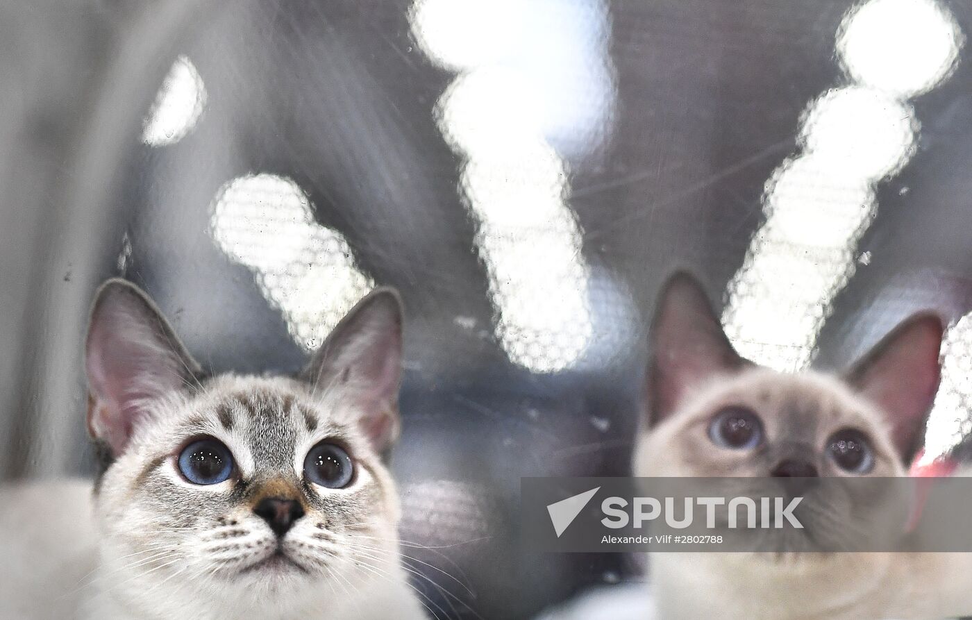 2016 Catsburg international cat show