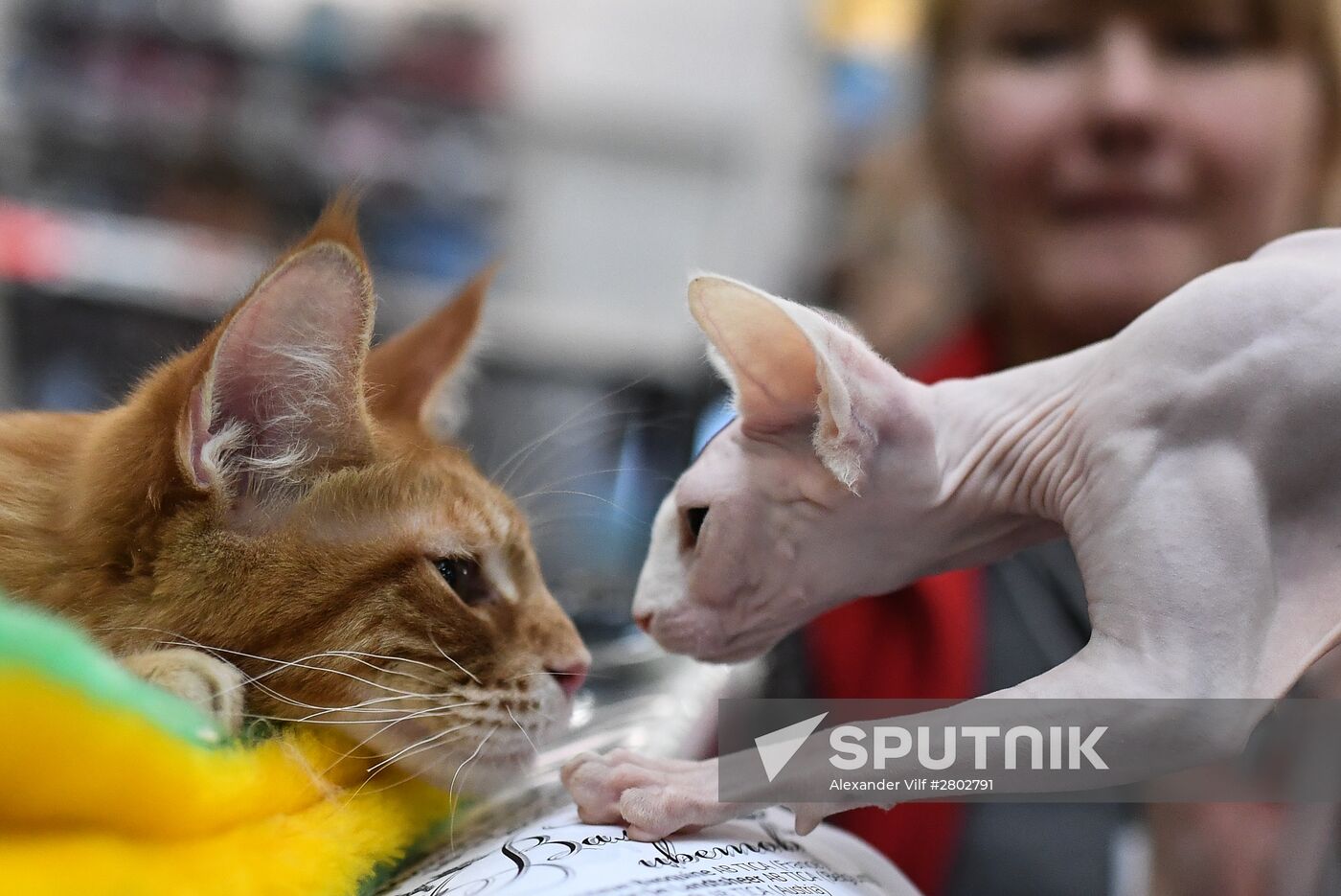 2016 Catsburg international cat show