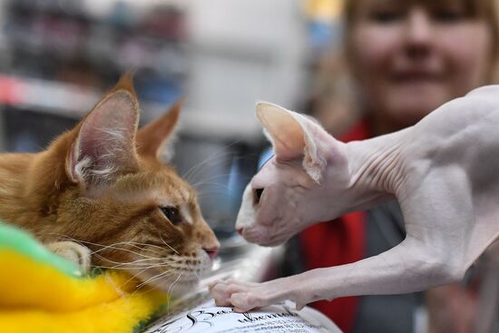 2016 Catsburg international cat show