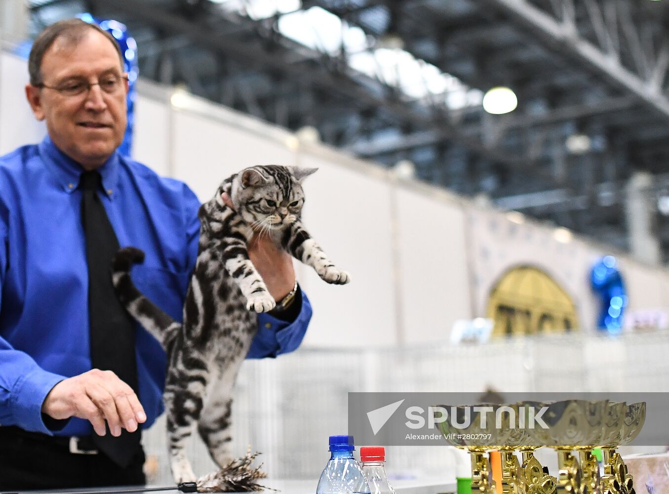 2016 Catsburg international cat show