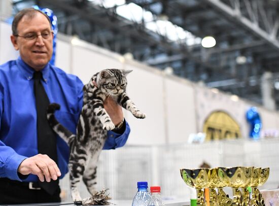 2016 Catsburg international cat show