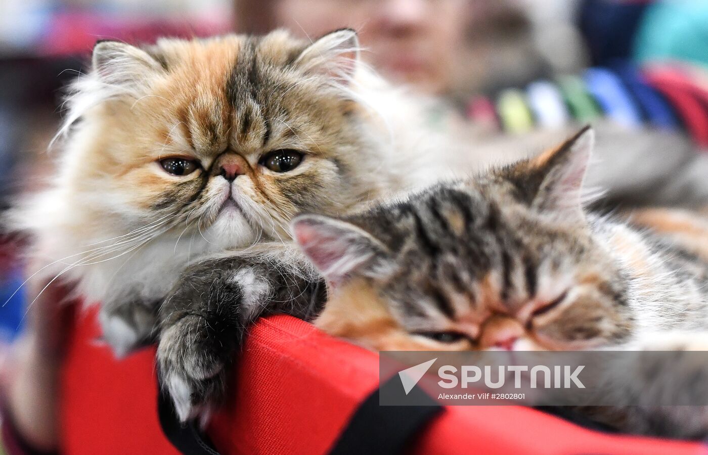 2016 Catsburg international cat show