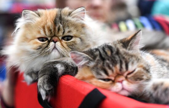 2016 Catsburg international cat show