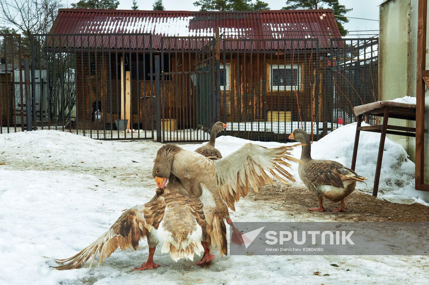 Farm in Leningrad region