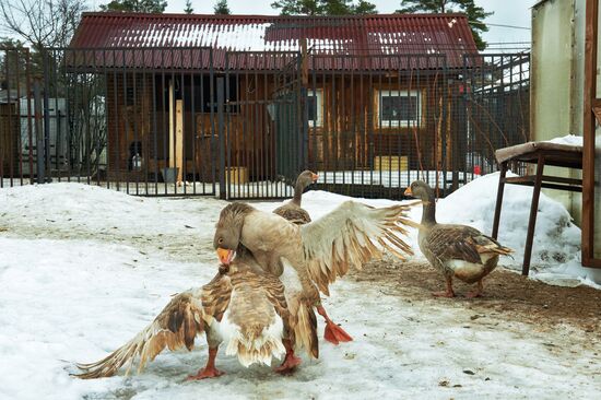 Farm in Leningrad region