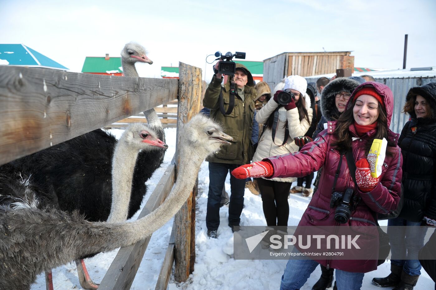 Ostrich farm in Trans-Baikal Territory