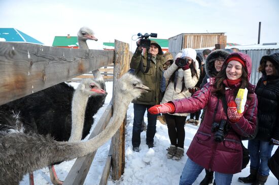 Ostrich farm in Trans-Baikal Territory