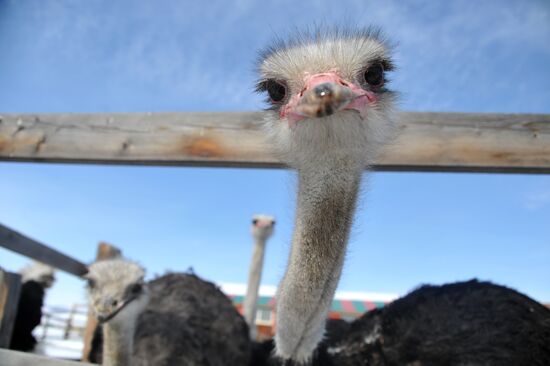 Ostrich farm in Trans-Baikal Territory
