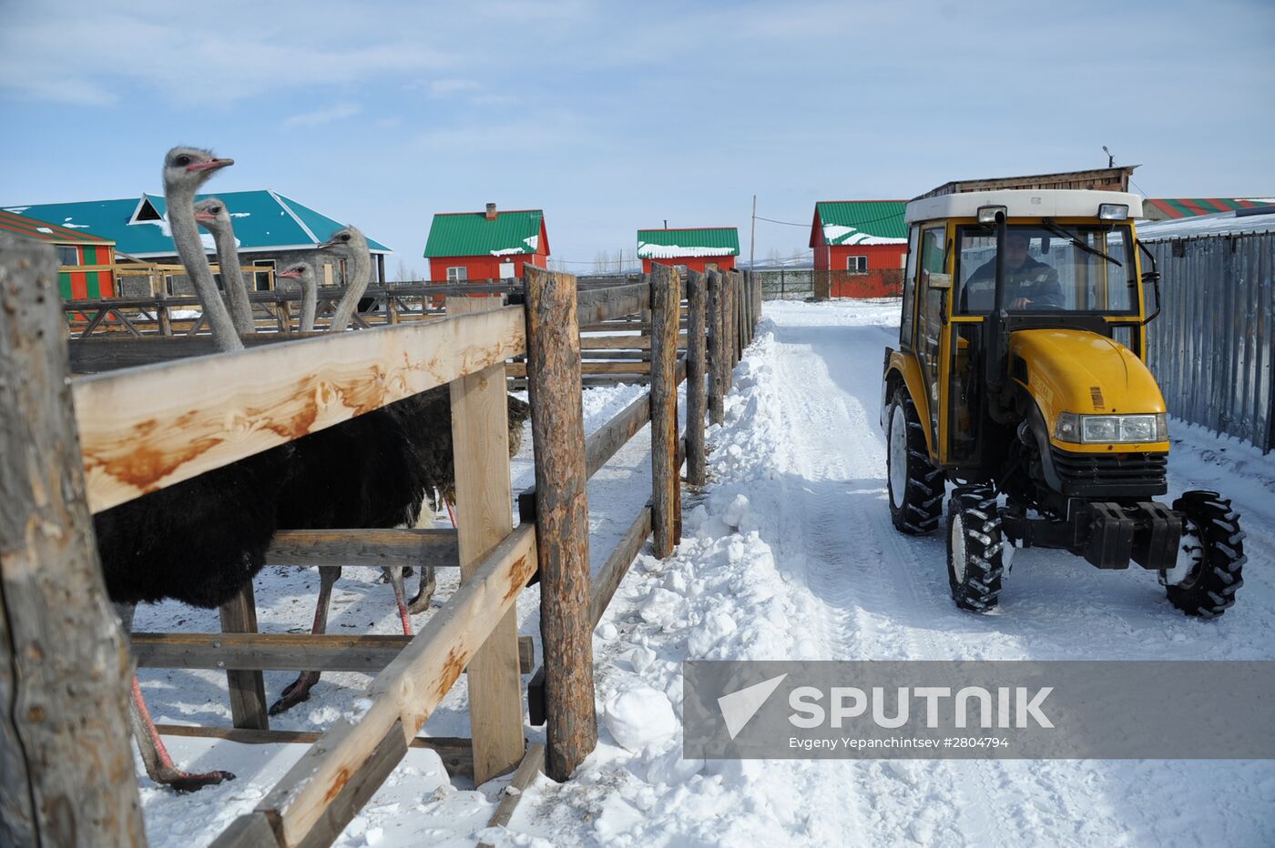 Ostrich farm in Trans-Baikal Territory