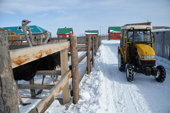 Ostrich farm in Trans-Baikal Territory