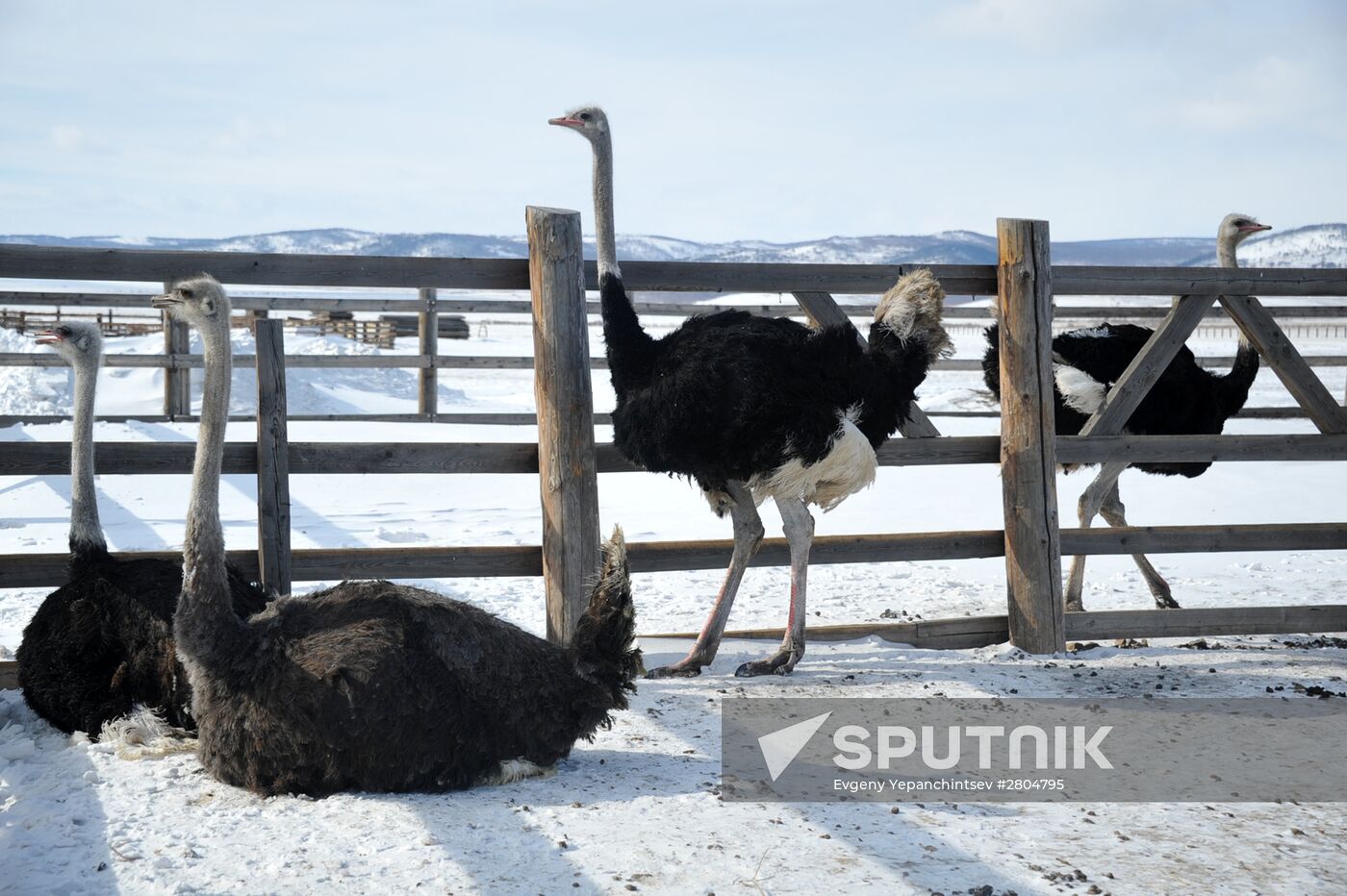 Ostrich farm in Trans-Baikal Territory