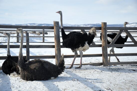 Ostrich farm in Trans-Baikal Territory