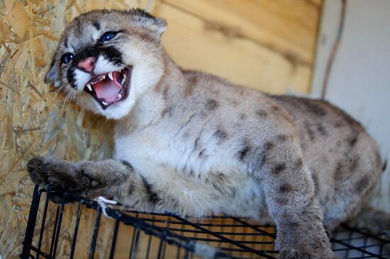 First mountain lion in Far East settles in Primorsk Territory zoo
