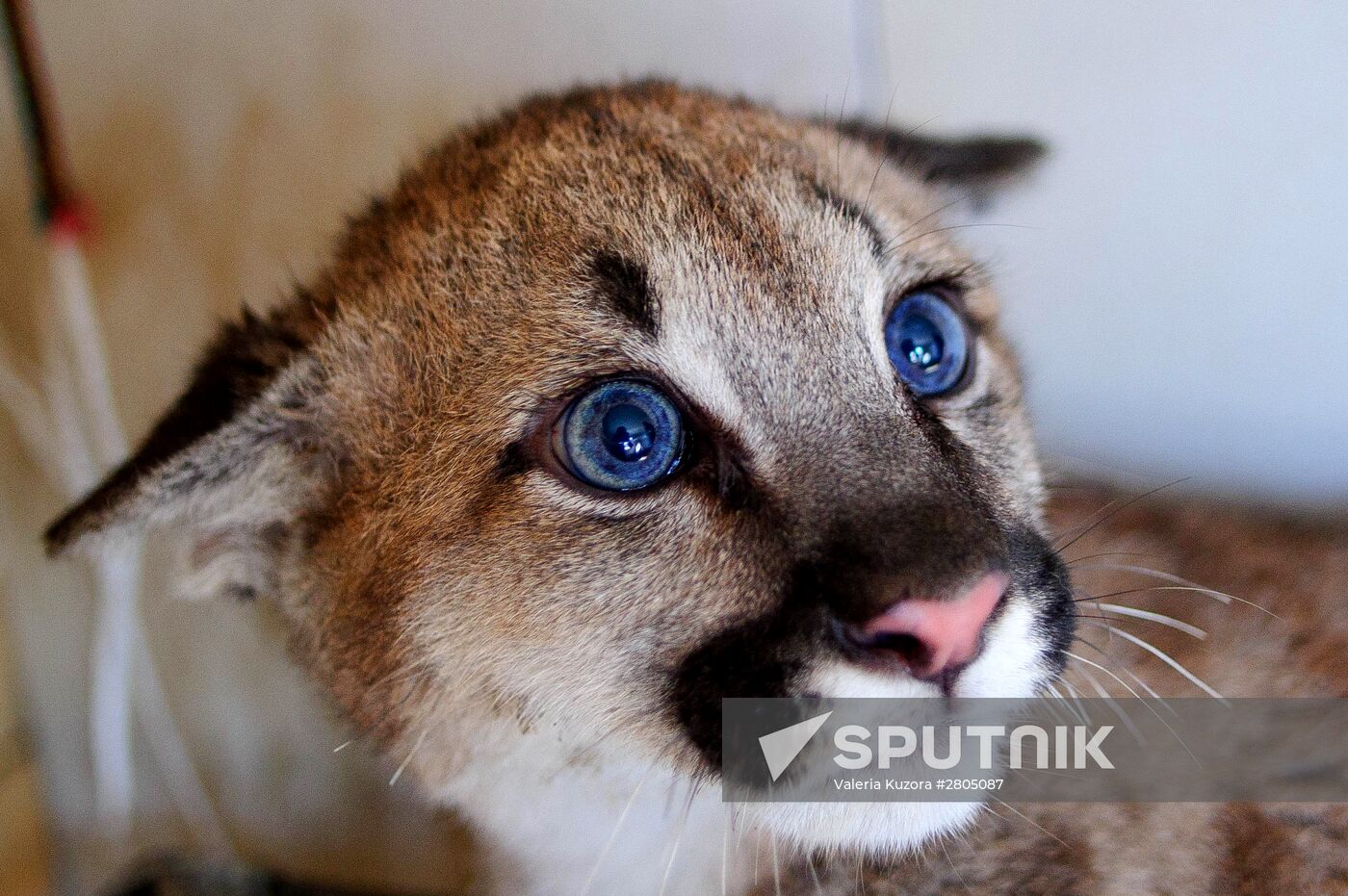 First mountain lion in Far East settles in Primorsk Territory zoo