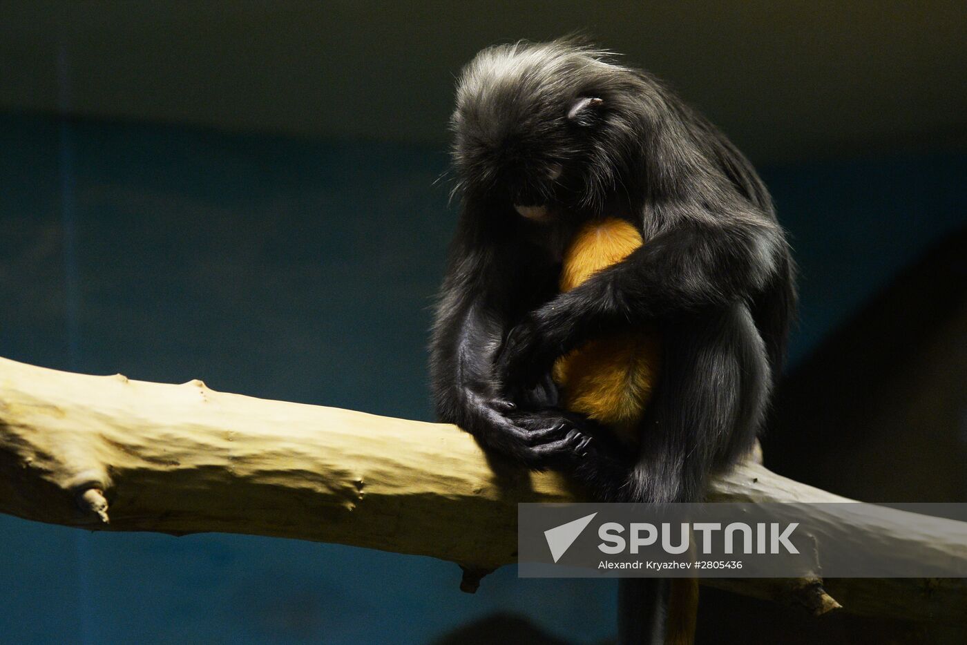 Primates family addition in Novosibirsk zoo