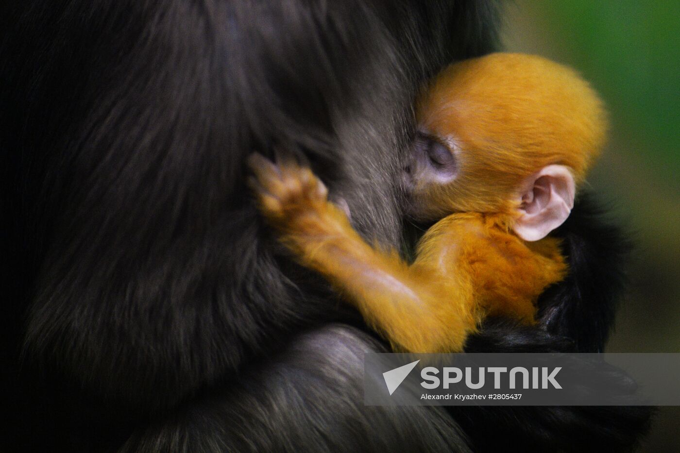 Primates family addition in Novosibirsk zoo