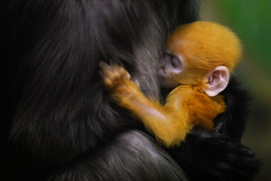 Primates family addition in Novosibirsk zoo
