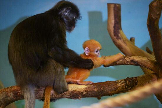 Primates family addition in Novosibirsk zoo
