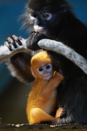 Primates family addition in Novosibirsk zoo