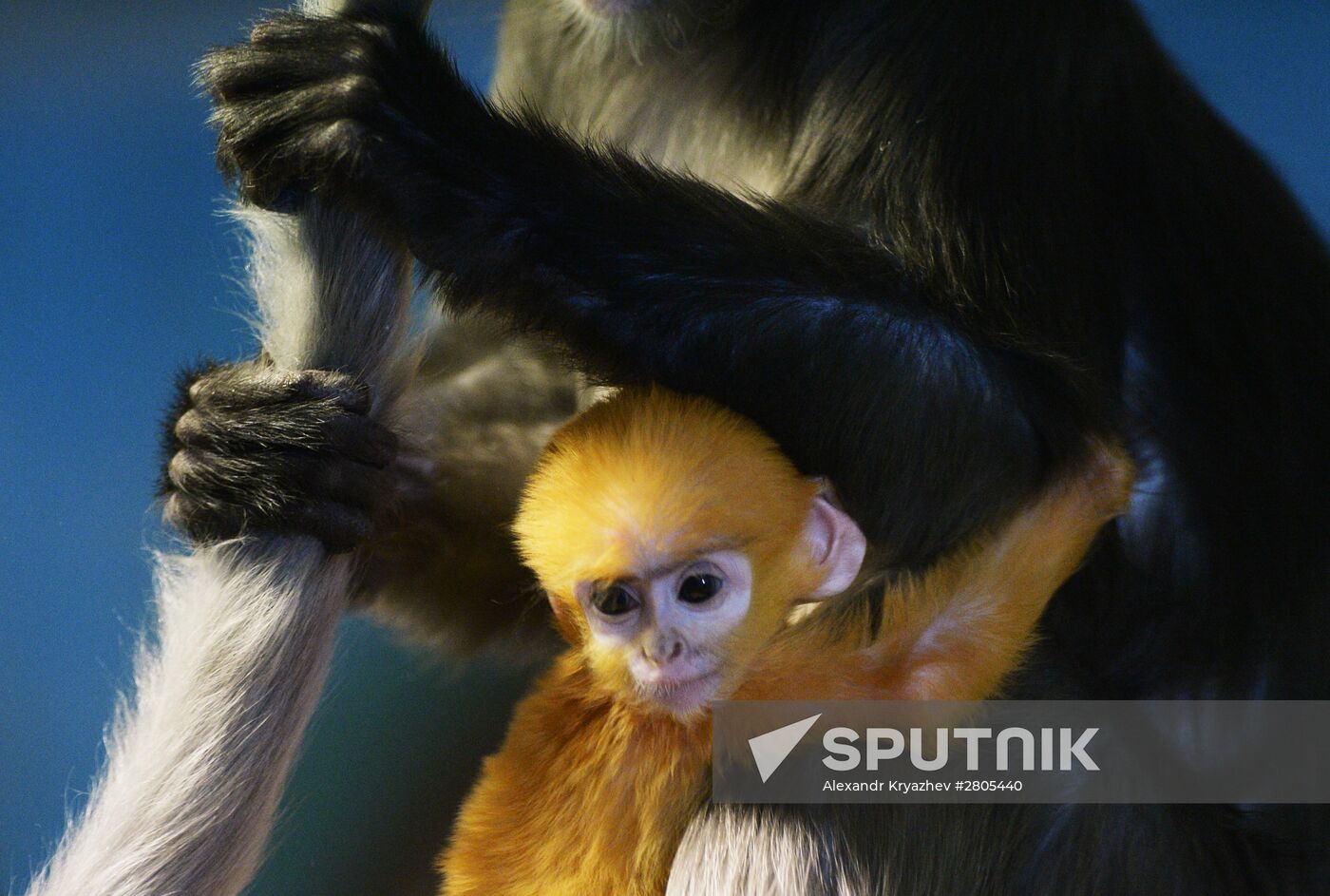 Primates family addition in Novosibirsk zoo