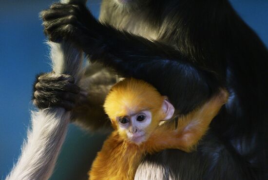 Primates family addition in Novosibirsk zoo