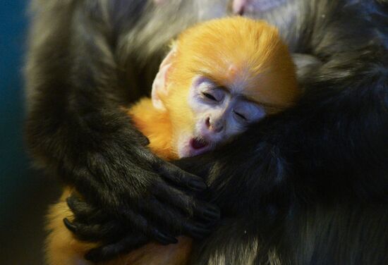 Primates family addition in Novosibirsk zoo