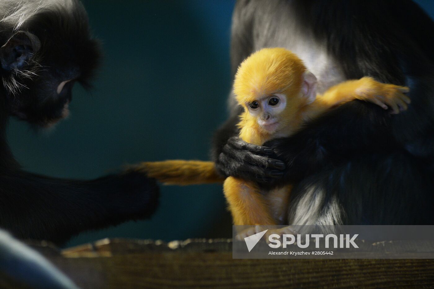 Primates family addition in Novosibirsk zoo