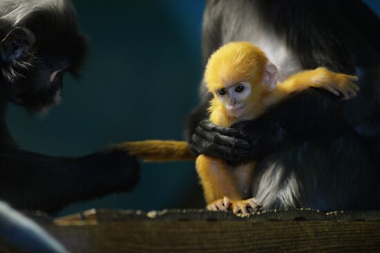 Primates family addition in Novosibirsk zoo