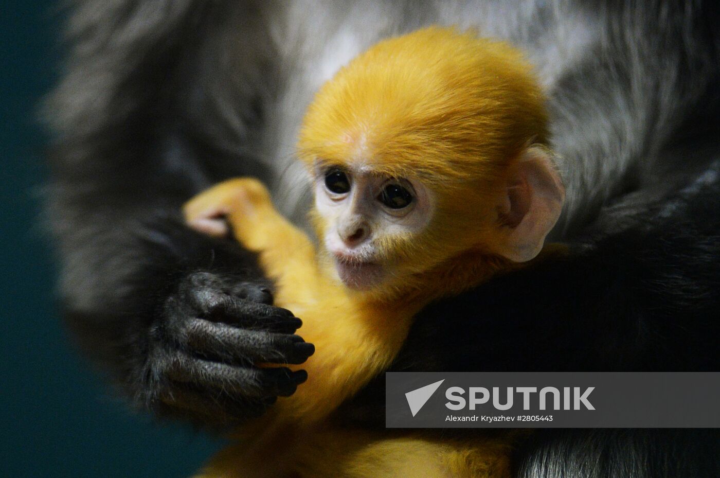 Primates family addition in Novosibirsk zoo