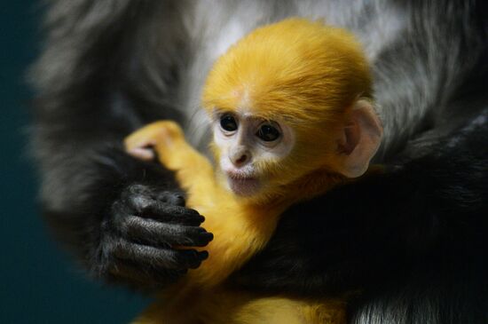 Primates family addition in Novosibirsk zoo