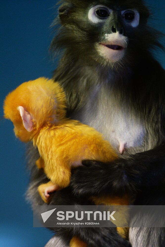 Primates family addition in Novosibirsk zoo