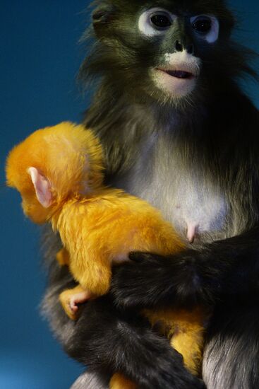 Primates family addition in Novosibirsk zoo