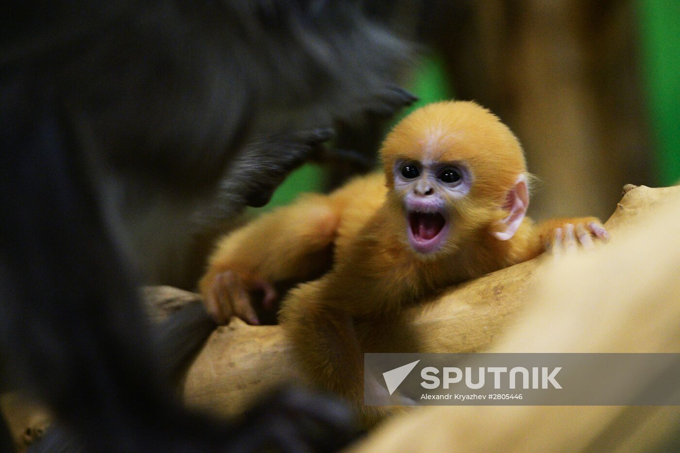 Primates family addition in Novosibirsk zoo