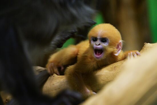 Primates family addition in Novosibirsk zoo