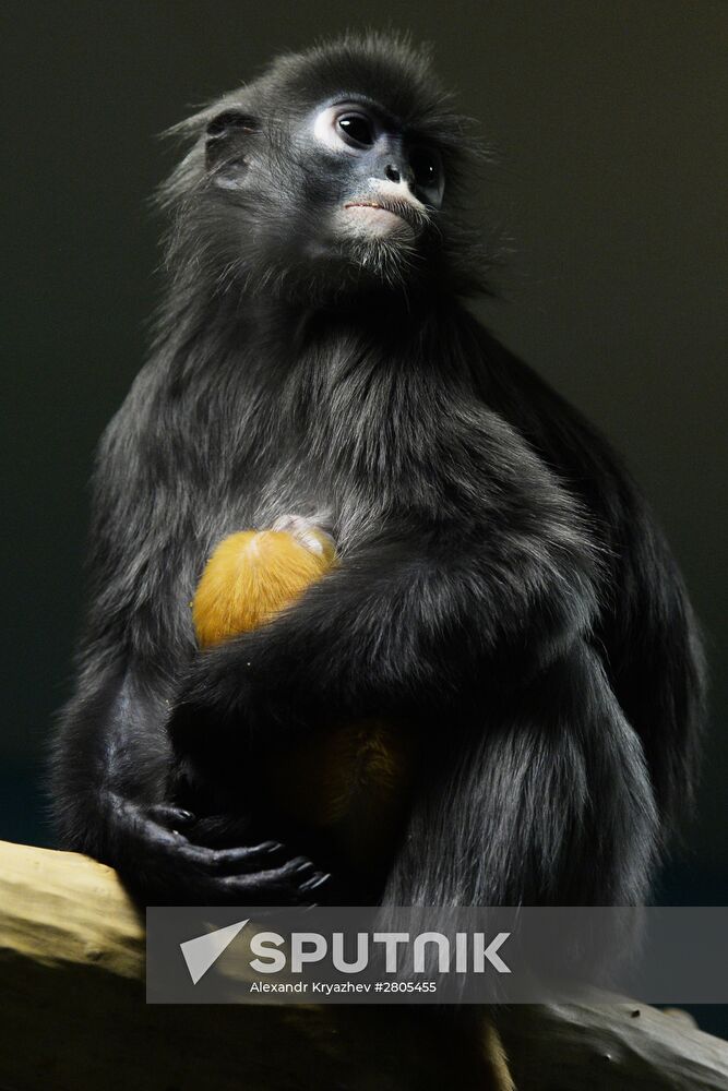 Primates family addition in Novosibirsk zoo