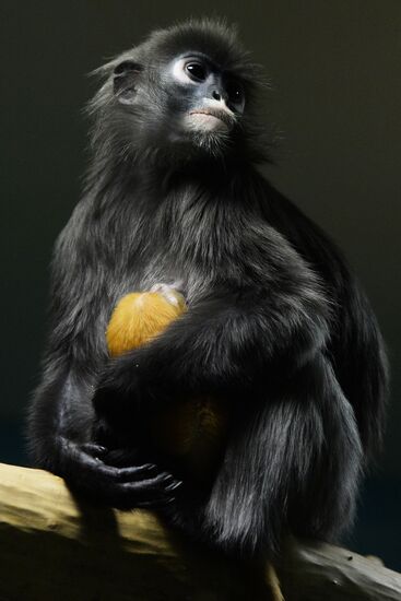 Primates family addition in Novosibirsk zoo