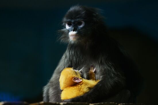 Primates family addition in Novosibirsk zoo