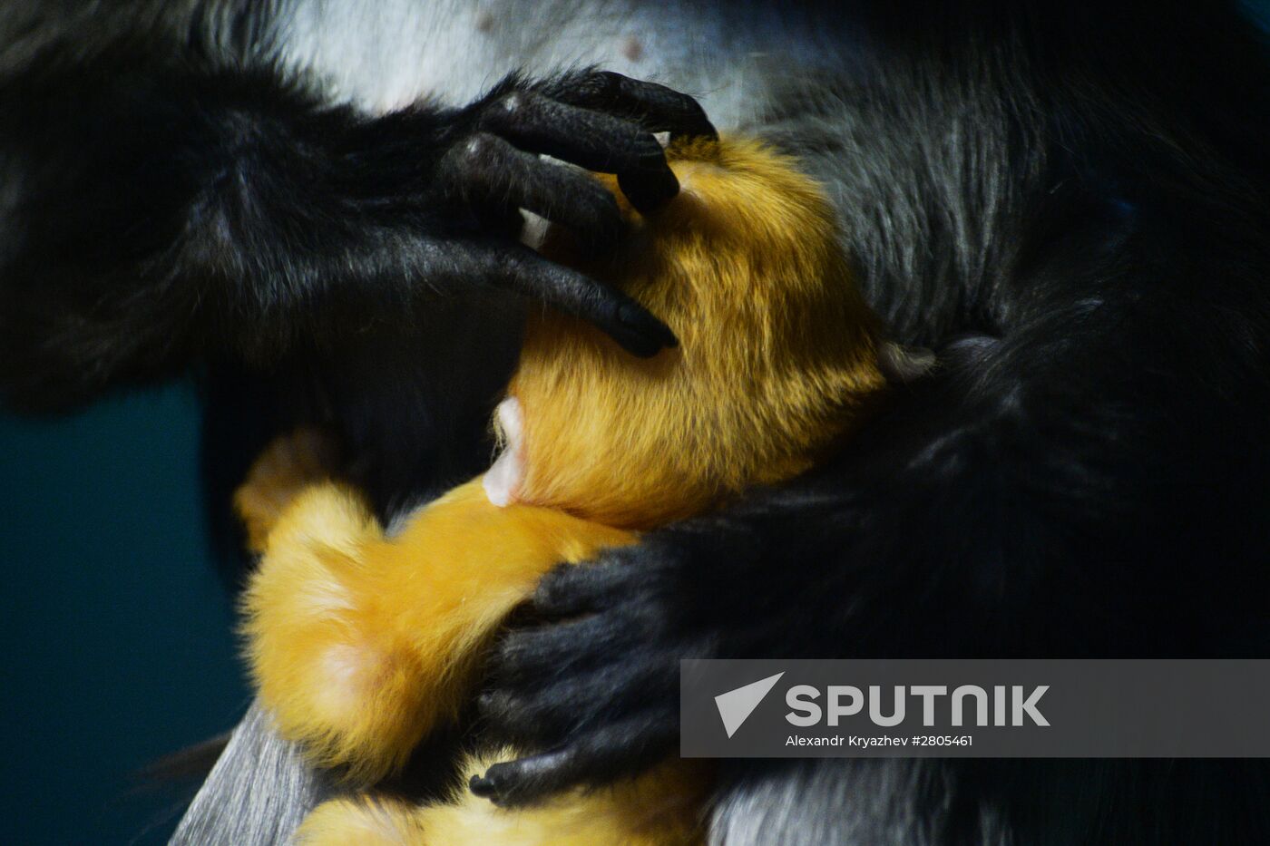 Primates family addition in Novosibirsk zoo