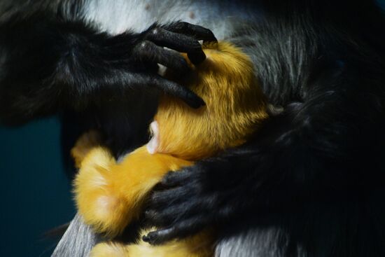 Primates family addition in Novosibirsk zoo