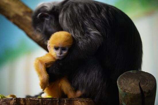 Primates family addition in Novosibirsk zoo