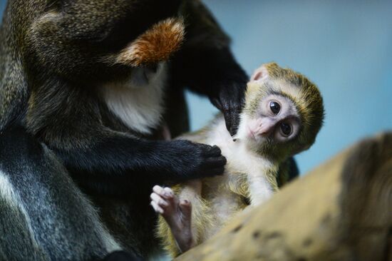 Primates family addition in Novosibirsk zoo