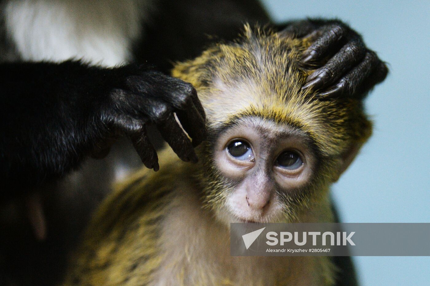 Primates family addition in Novosibirsk zoo