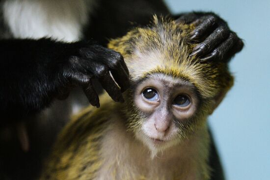 Primates family addition in Novosibirsk zoo