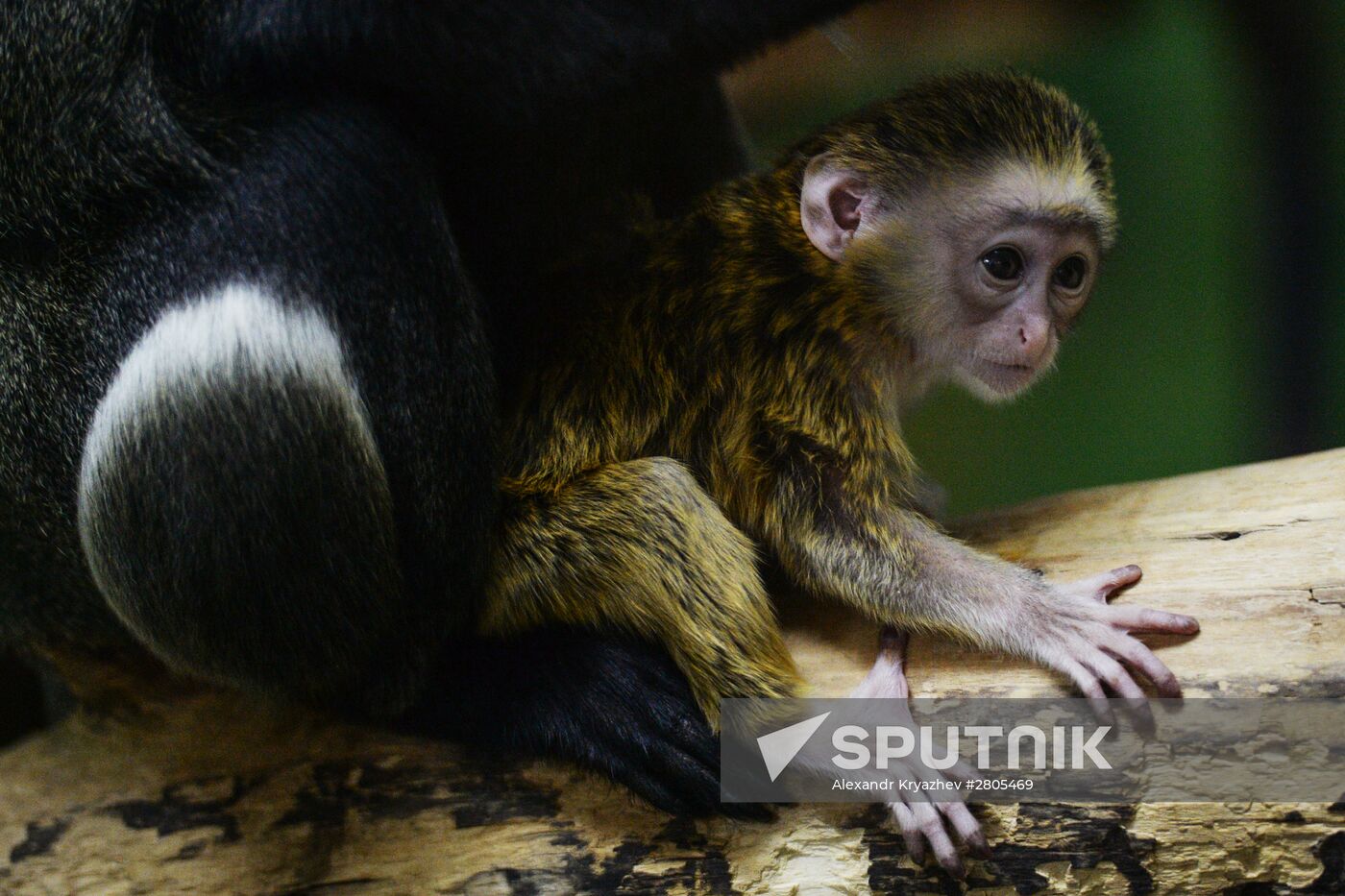Primates family addition in Novosibirsk zoo