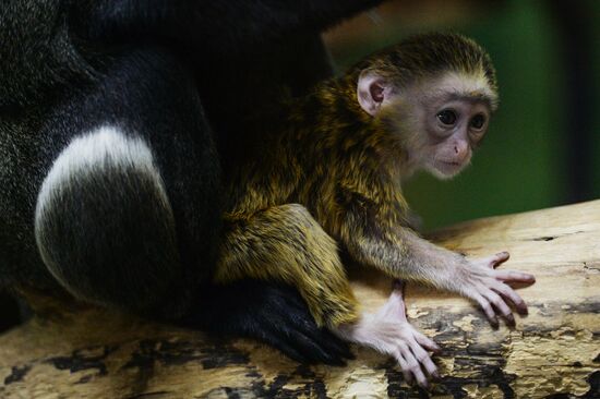 Primates family addition in Novosibirsk zoo