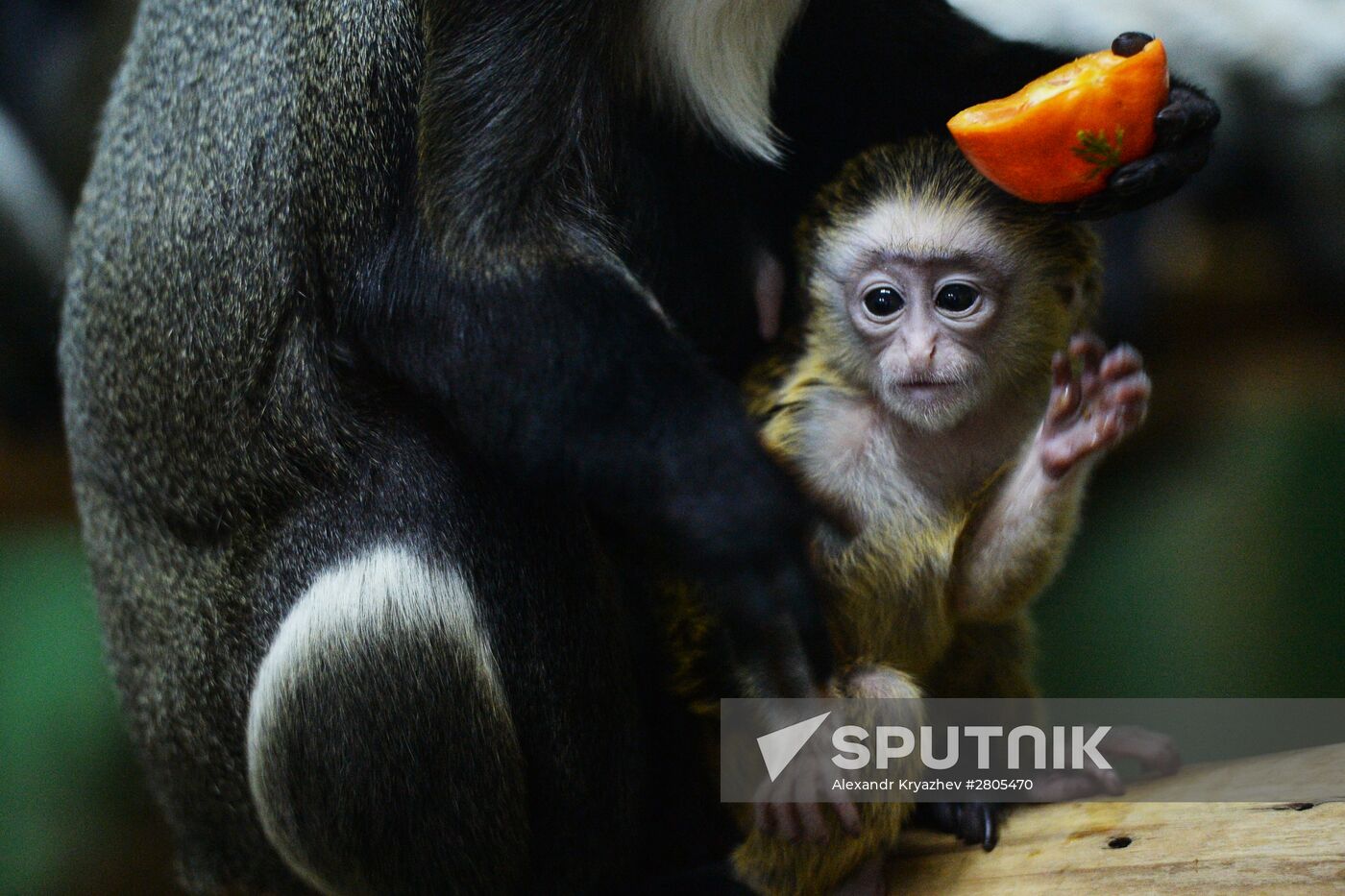 Primates family addition in Novosibirsk zoo