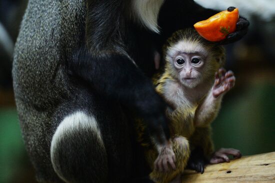 Primates family addition in Novosibirsk zoo