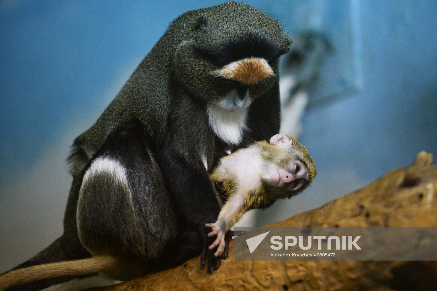 Novosibirsk Zoo marmosets have a baby monkey