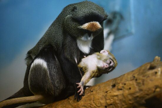 Novosibirsk Zoo marmosets have a baby monkey